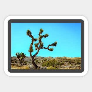 Joshua Tree National Park, California Sticker